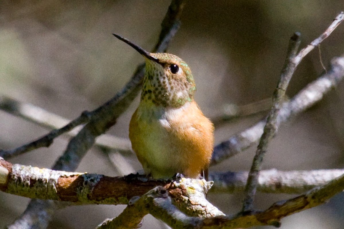 Allen's Hummingbird (female)