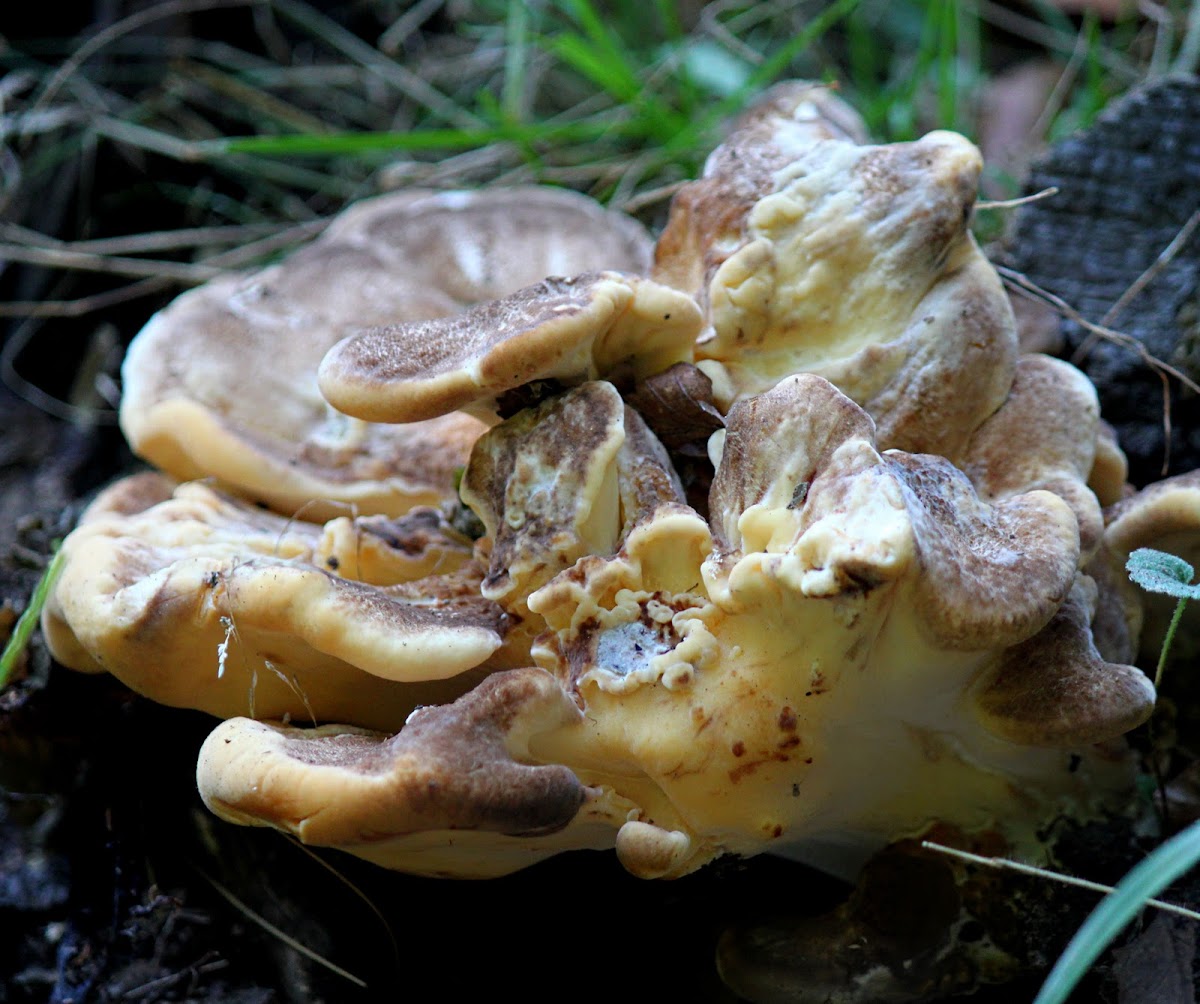 giant polypore or black-staining polypore