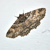 Maple Zale Moth