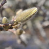 Magnolia (bud)