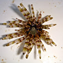 Banded urchin