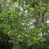 Bakau / mangrove plant