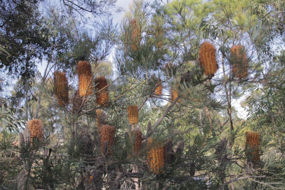 Heath-leaved Banksia