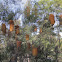 Heath-leaved Banksia