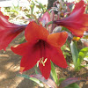 Red amarillis / lily