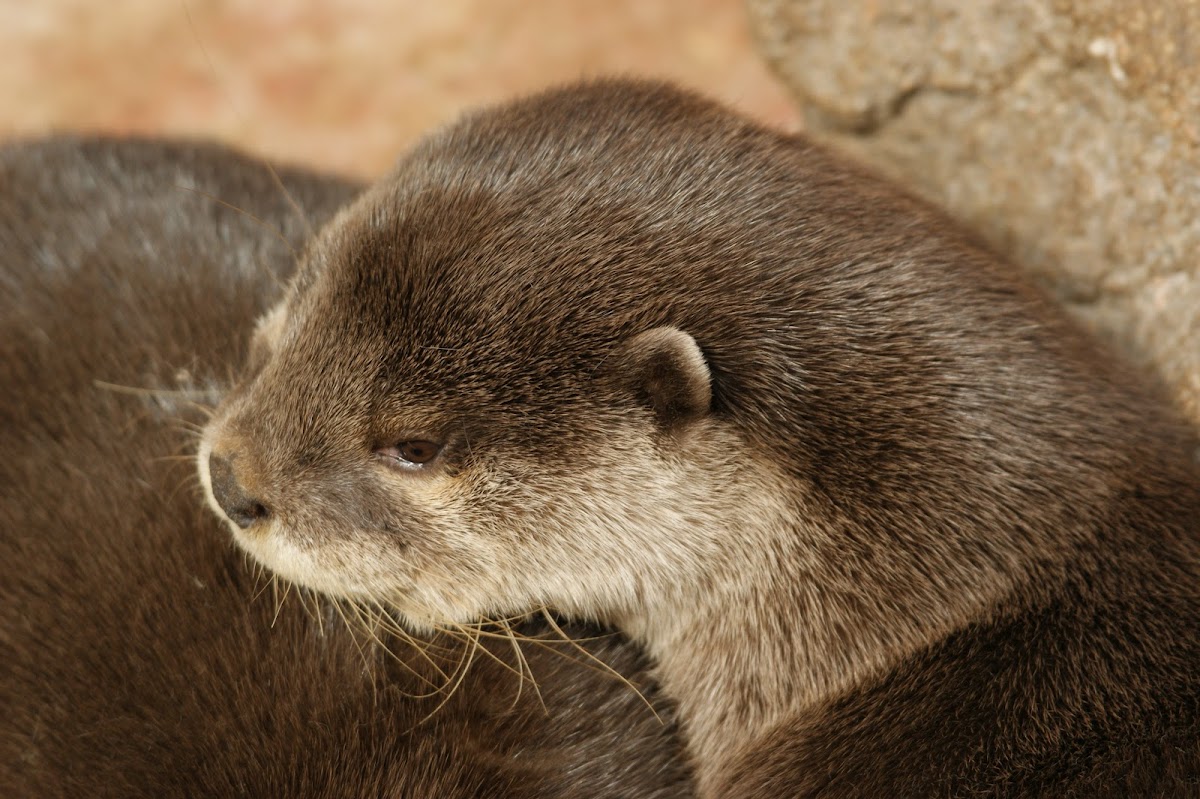 Oriental Small-Clawed Otter