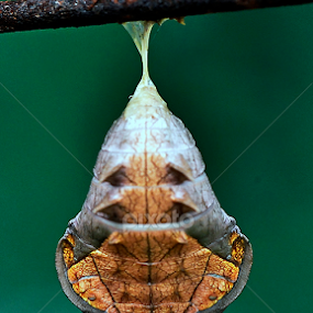 the pupa by Justani Joni - Animals Insects & Spiders
