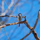 Black-capped Chickadee