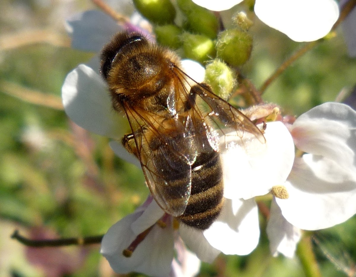 abeja doméstica o abeja melífera