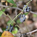 Greenbriar berries