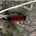 Woolly bear caterpillar (Isabella tiger moth larva)