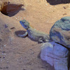 Shield-tailed Agama