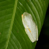 Red-eyed Tree Frog