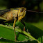 Javanese grasshopper, belalang kayu, belalang kunyit