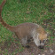 Coati (mexican tejon)