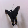Gold Rim Swallowtail or Polydamas Swallowtail