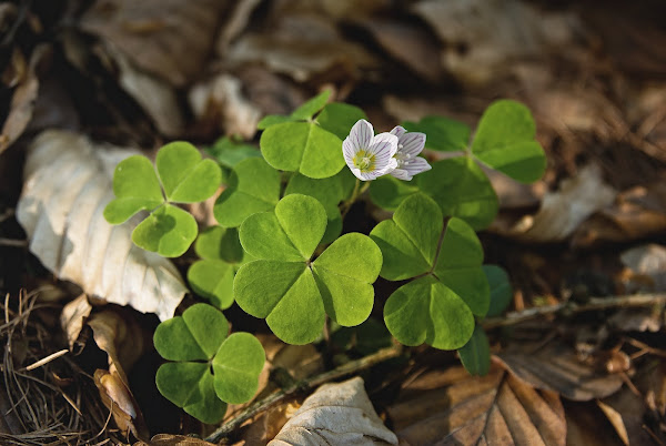 Common Wood Sorrel Project Noah