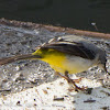 Grey Wagtail; Lavandera Cascadeña