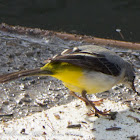 Grey Wagtail; Lavandera Cascadeña