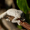 Northern Spiny-tailed Gecko
