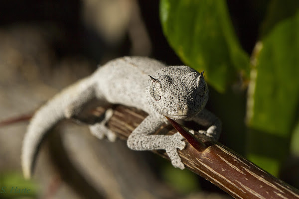 Northern Spiny-tailed Gecko | Project Noah