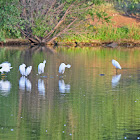 Snowy Egret