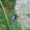 Common Whitetail Skimmer