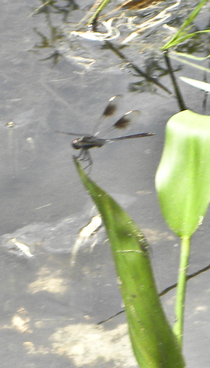 Four-spotted Pennant  Dragonfly