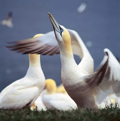 A flock of Northern gannet in Gaspesie, Quebec, Canada.