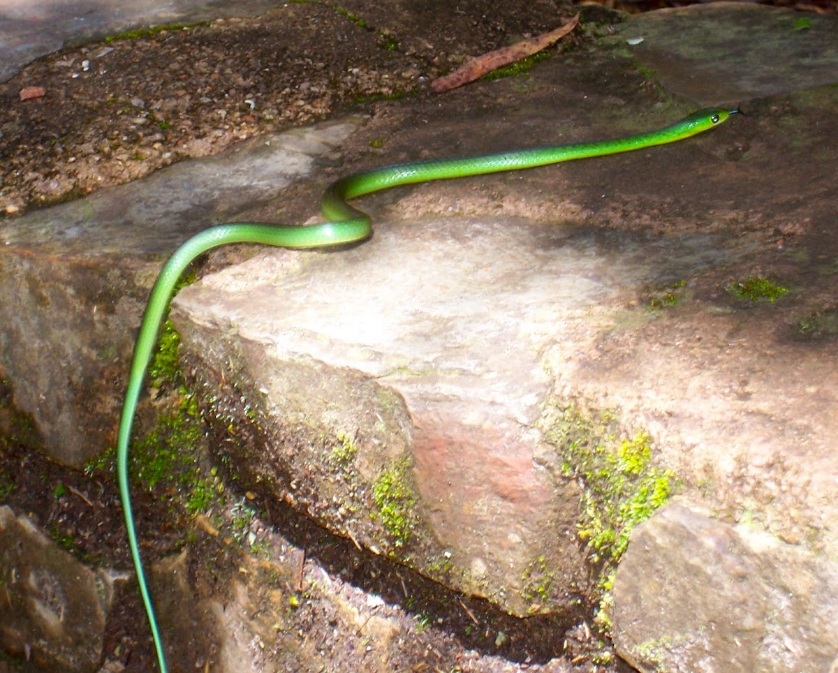 Western Green Snake