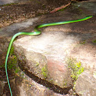 Western Green Snake