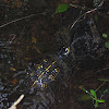 Eastern Box Turtle