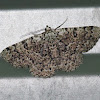 Common Brown Looper Moth