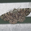 Common Brown Looper Moth