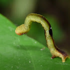 Inch worm