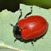 Broad-shouldered leaf beetle