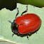 Broad-shouldered leaf beetle
