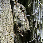 Flying Lemur