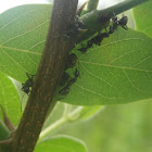 Crater-nest Ant