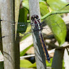Slaty Skimmer dragonfly (female, resting after copulation)