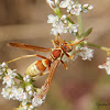 California Paper Wasp