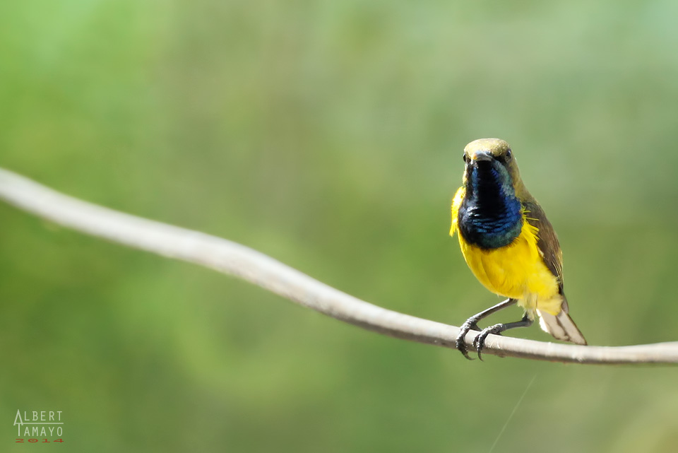 Olive-backed Sunbird (male & female)
