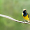 Olive-backed Sunbird (male & female)