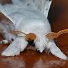 Dot-lined White Moth