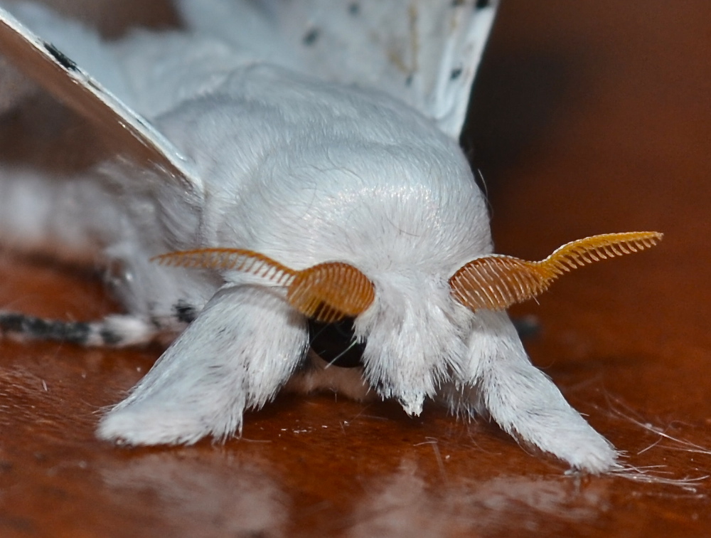 Dot-lined White Moth