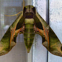 Pandora Sphinx Moth