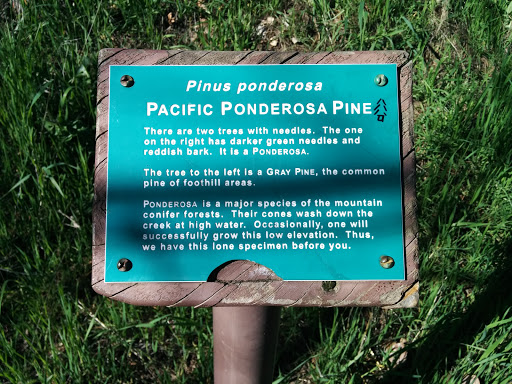 Pacific Ponderosa Pine
