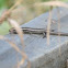 Common Skink