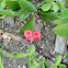 Crown of thorns plant (Κόκκινη ευφορβία)