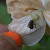 Crab spider o araña cangrejo